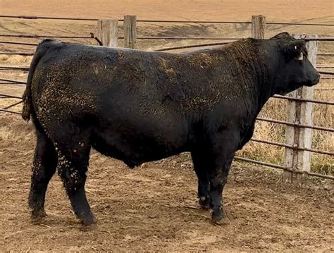 spiegler ranch|nathan palm angus in south dakota.